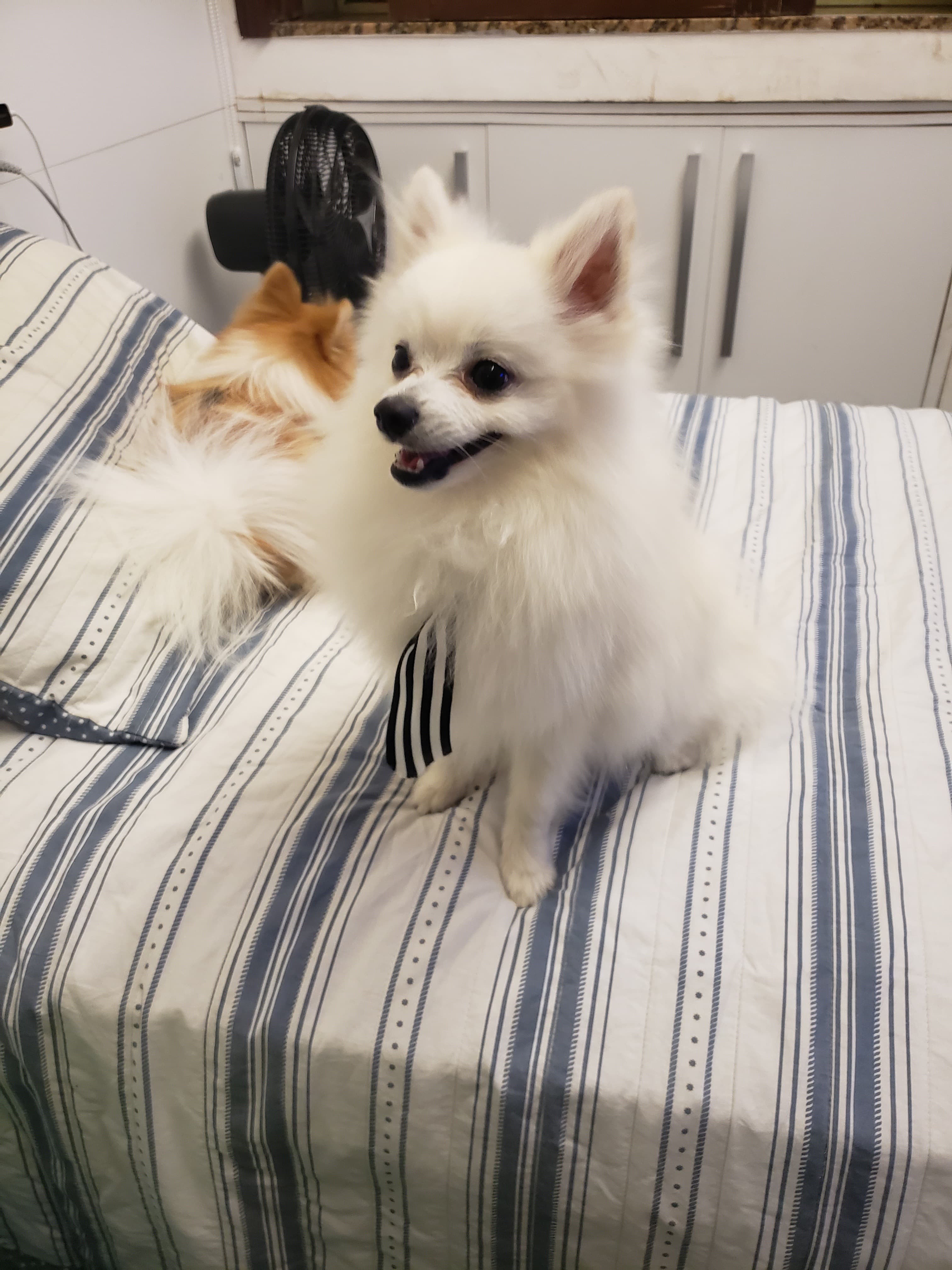 My dogs, Alvin and Aurora